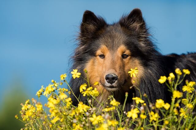 Pies na łące, wśród kwiatów