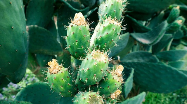 Zielony kaktus w otoczeniu liści